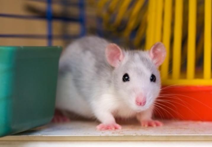 Hodowla szczurów a koszta i wielkość klatki